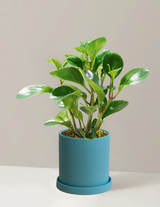 Peperomia