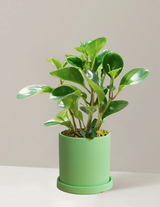 Peperomia