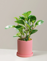 Peperomia