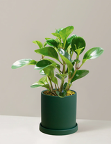 Peperomia