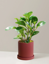 Peperomia