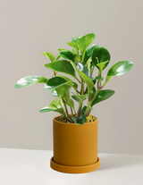 Peperomia