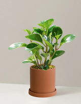 Peperomia