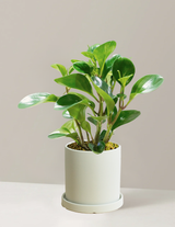 Peperomia