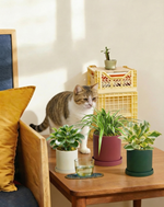 Paws & Plants Collection