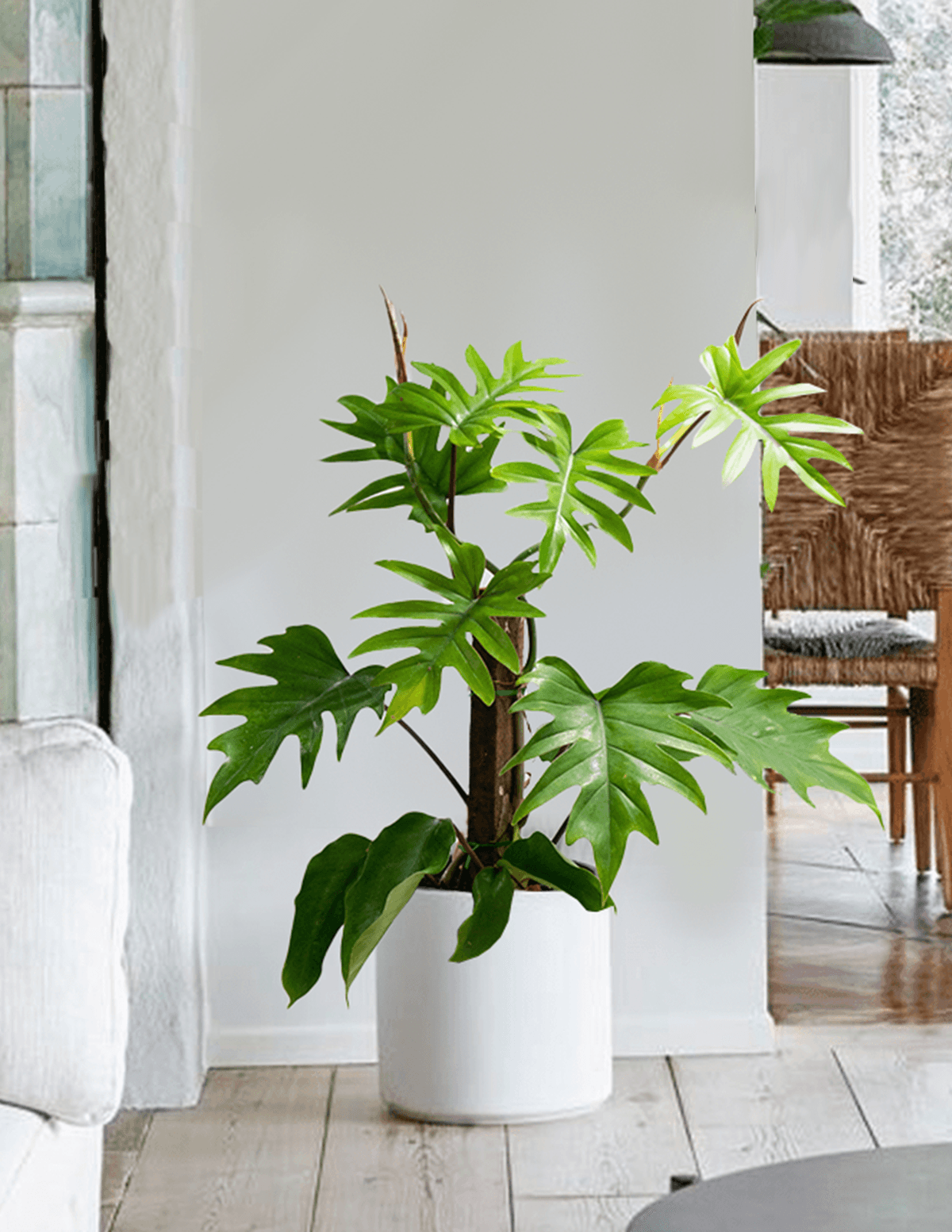 Philodendron Bipinnatifidum Mayoi – Plantgems