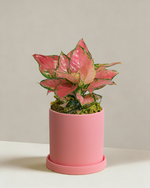 Aglaonema Auspicious Red