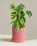 philodendron brasil pink Philodendron Brasil | Variegated Heartleaf Plant