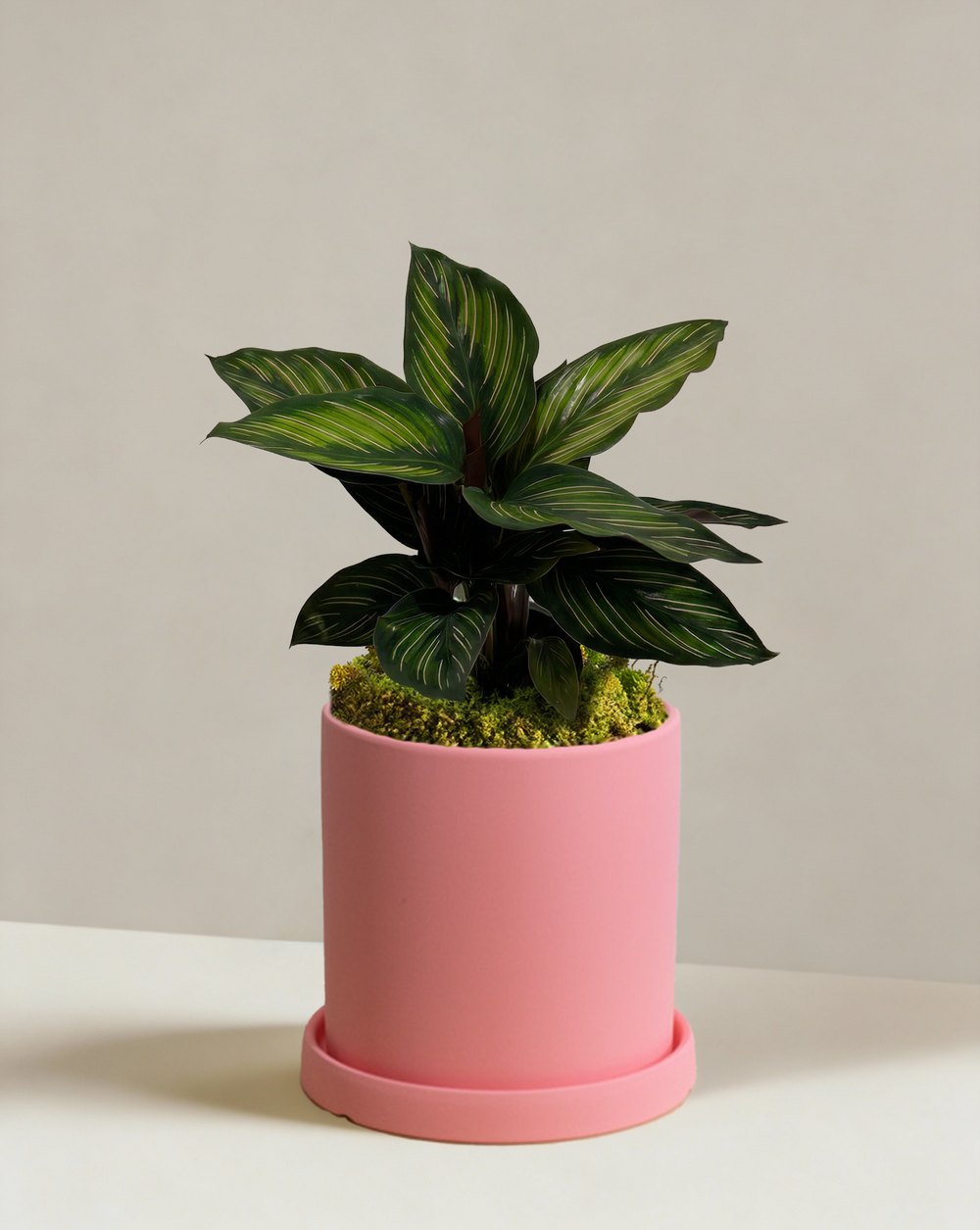 Calathea Beauty Star