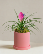 Tillandsia Cyanea