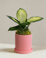 dieffenbachia marina Dieffenbachia Tropic Marina | Variegated Dumb Cane