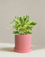 Peperomia Albo Marginata