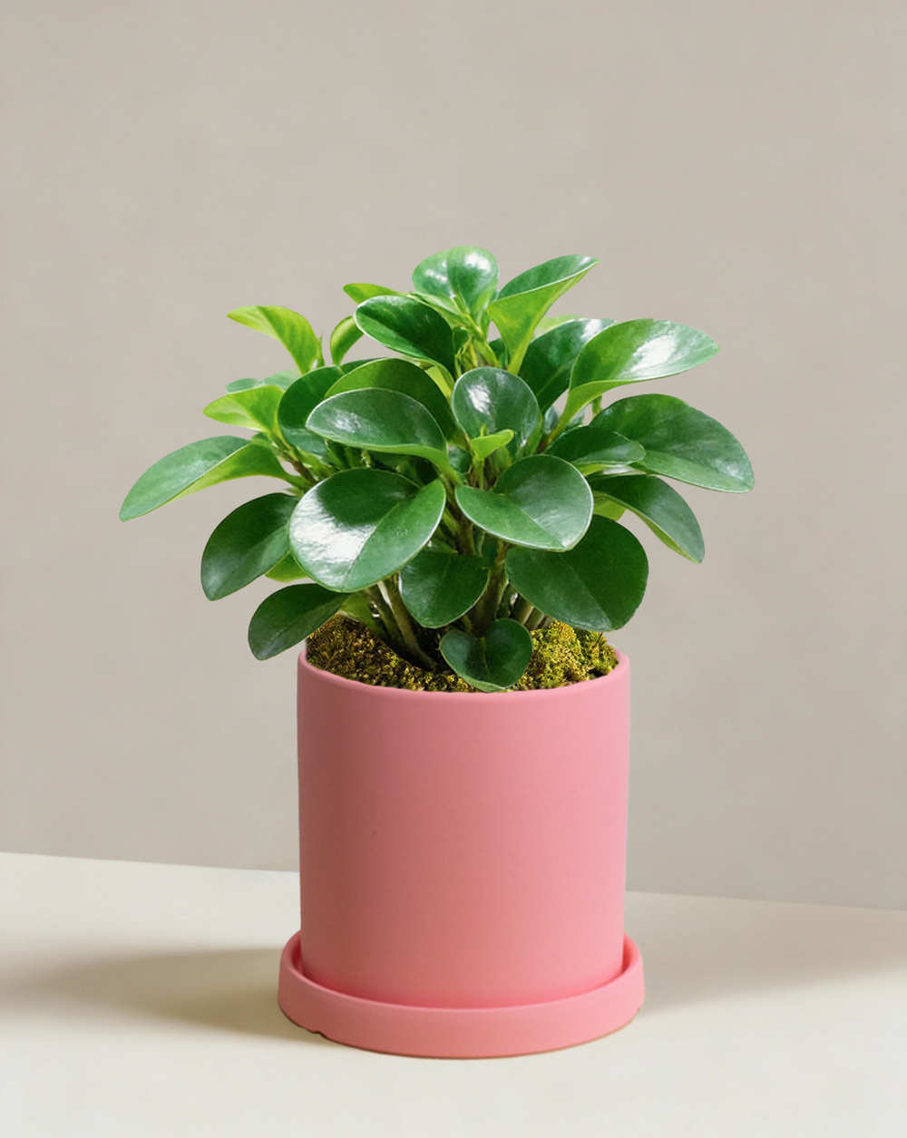 Peperomia Obtipan Green