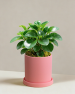 Peperomia Obtipan Green