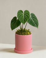 Philodendron Gloriosum