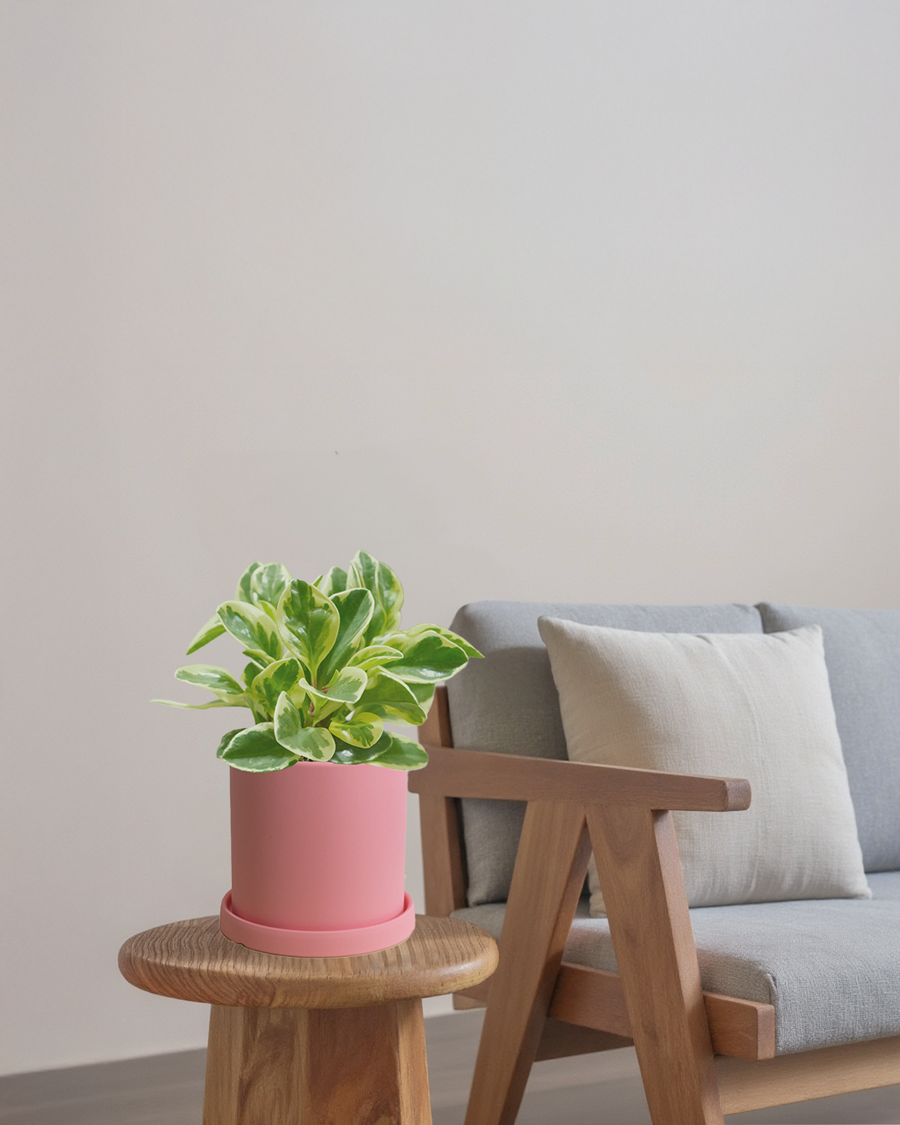 Peperomia Variegated