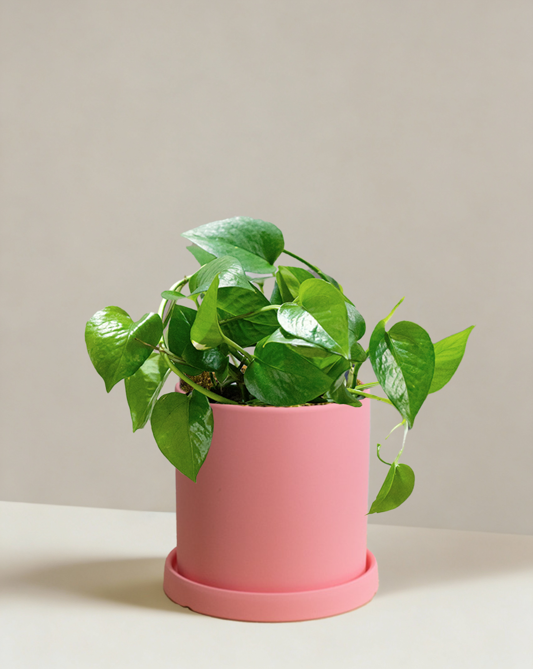 Pothos Green Dragon | Dark Green Trailing Plant