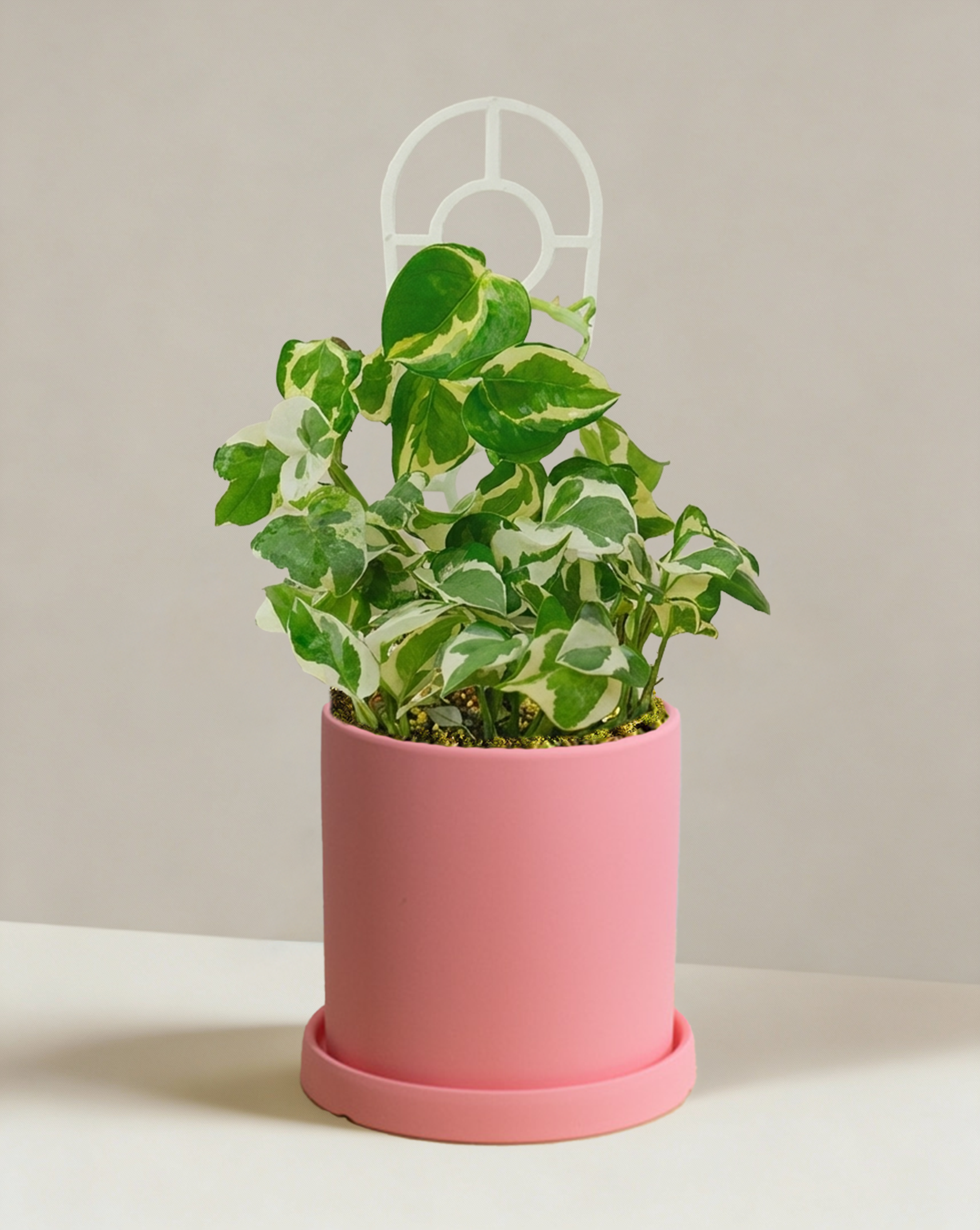 pothos with pink leaves Pothos Snow Queen | White Variegated Pothos