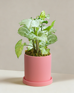 Syngonium Silver Fox