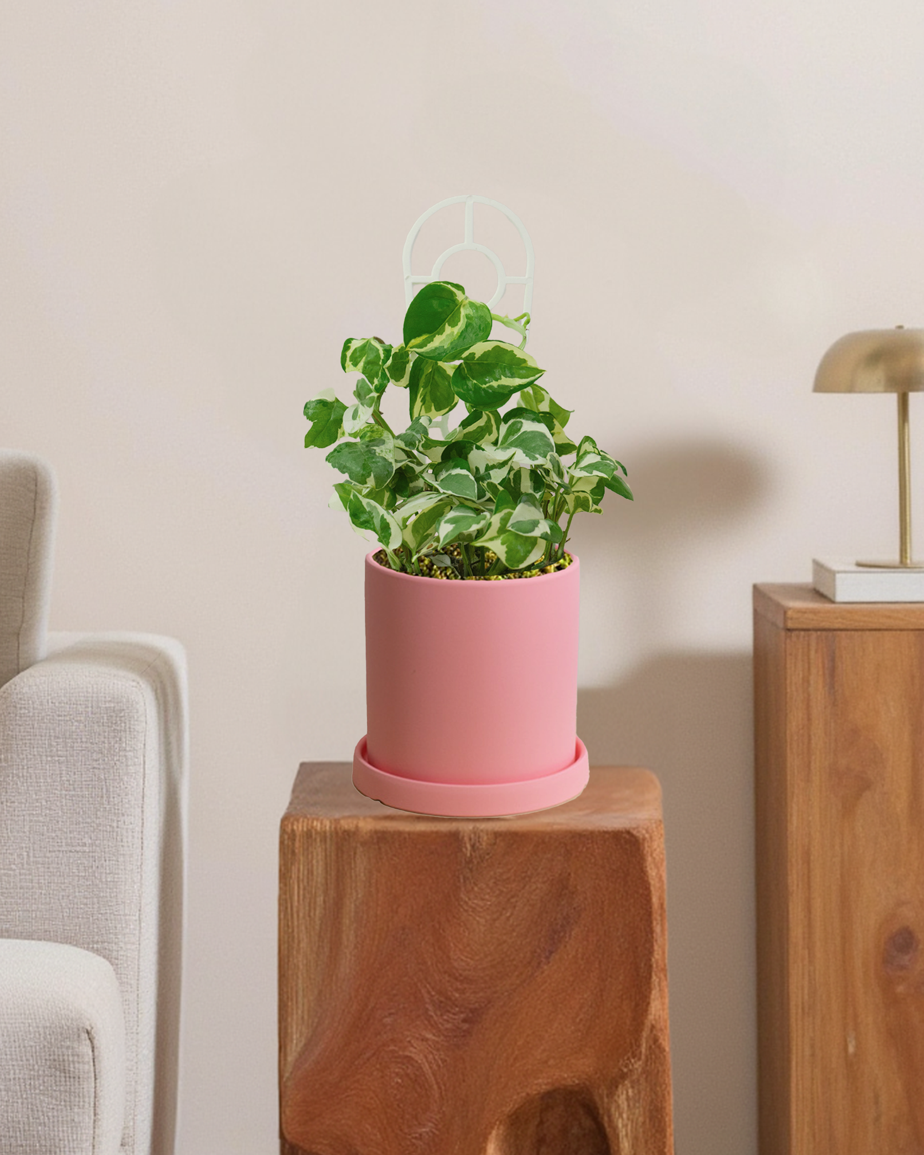 Pothos Snow Queen