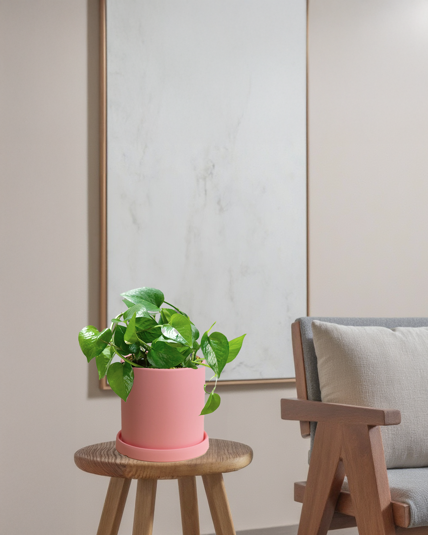 Pothos Green Dragon