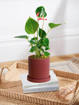 Pink Anthurium Andraeanum