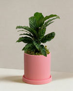 Calathea Freddy