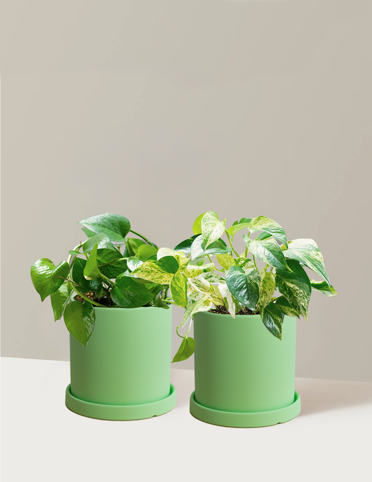 Pothos Duo