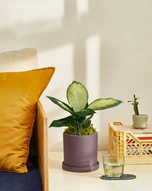 Dieffenbachia Tropic Marina