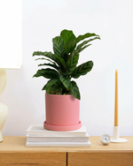 Calathea Freddy