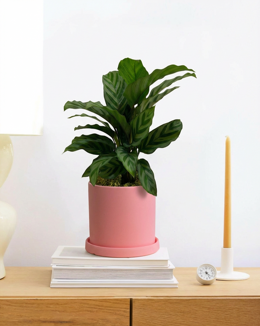 Calathea Freddy