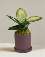 Dieffenbachia Tropic Marina