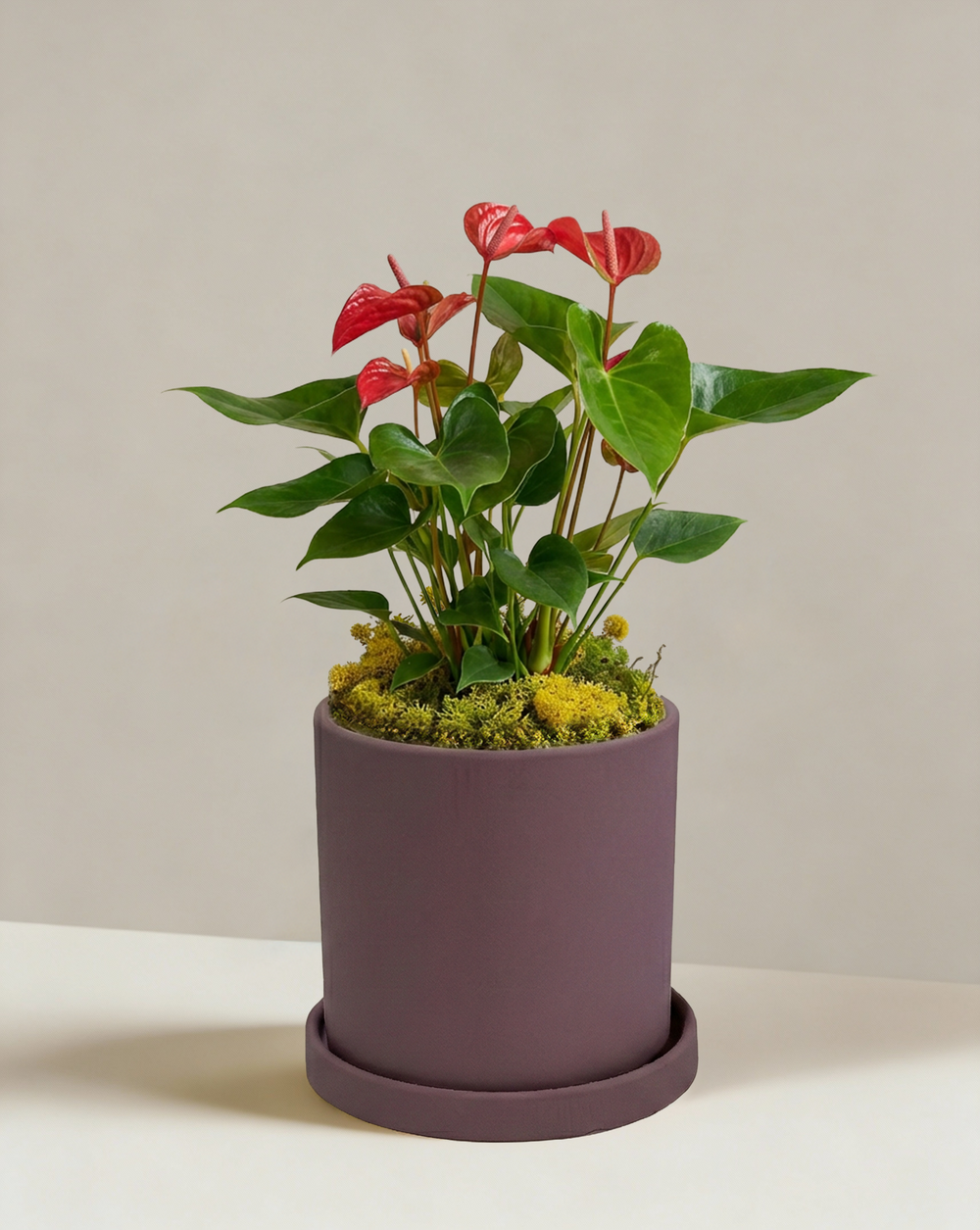 Red Anthurium