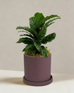 Calathea Freddy