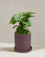 Calathea Orbifolia
