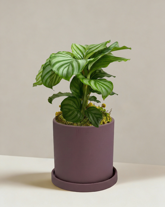 Calathea Orbifolia