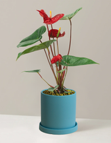 Red Anthurium