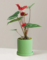 Red Anthurium