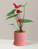 Red Anthurium