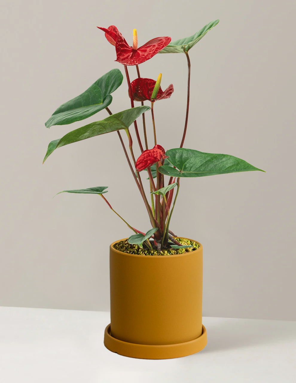 Red Anthurium