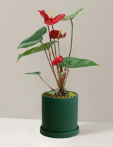 Red Anthurium