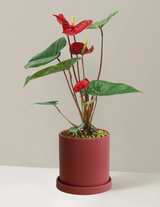 Red Anthurium