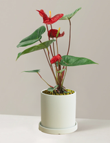 Red Anthurium