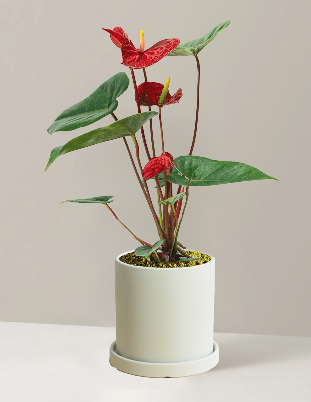 Red Anthurium