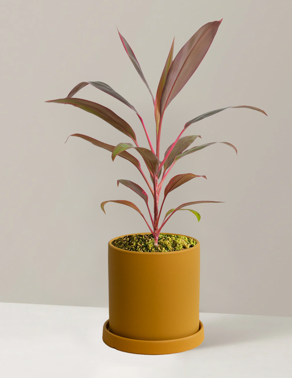 Cordyline Ruby