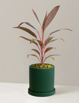 Cordyline Ruby