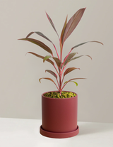 Cordyline Ruby