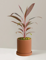 Cordyline Ruby