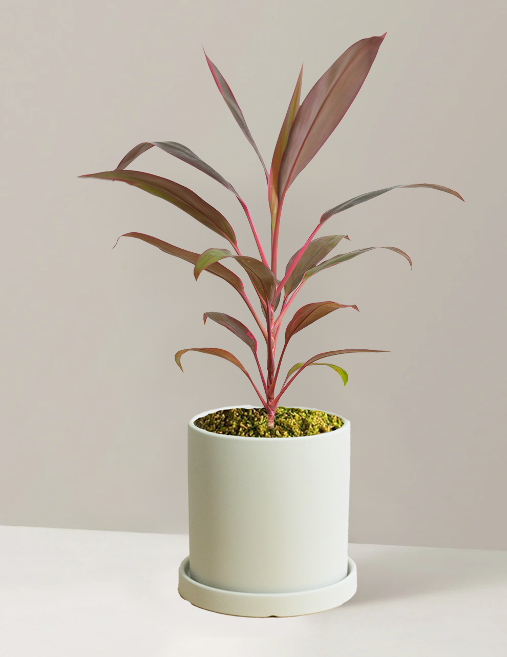 Cordyline Ruby