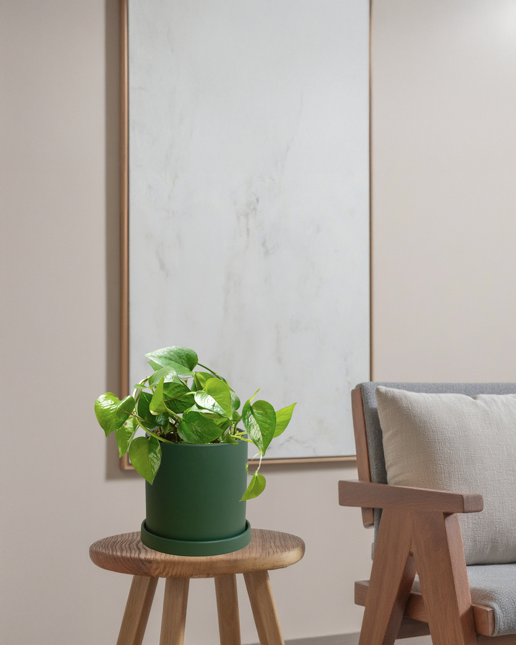 Pothos Green Dragon